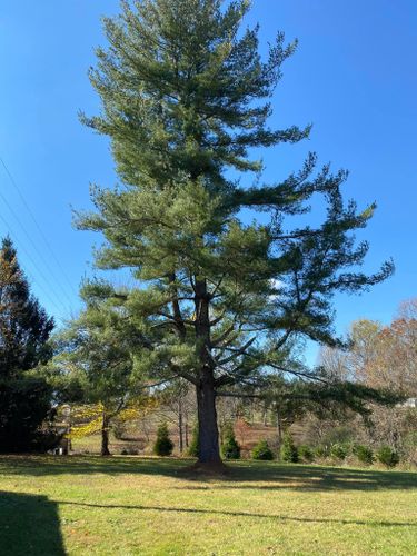 Fall and Spring Clean Up for Atwood’s Tree Care in Liberty,  KY