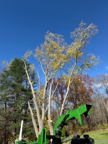 Clean Up for DC TREE in Vernon, CT