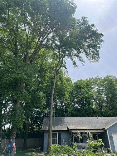 Tree Trimming for Hunnicutt’s Tree Service L.L.C. in Monticello, IN