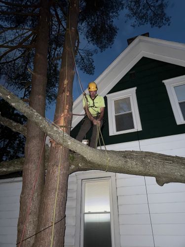 for TLC Professional Tree Service in Fort Worth, TX