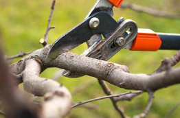 Winter Tree Pruning for VQ Land & Stone in St. Louis, MO