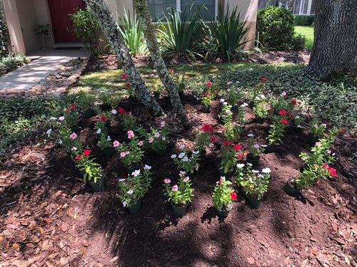 Flower Bed for Daniel Sons Landscaping &Maintenance in Tampa, Florida