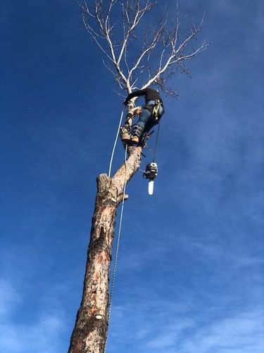 Tree Removal for Tree2Tree Tree Service in Sherman, Texas