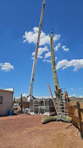 Tree Removal for T's Tree Service and Firewood in Apache Junction, AZ