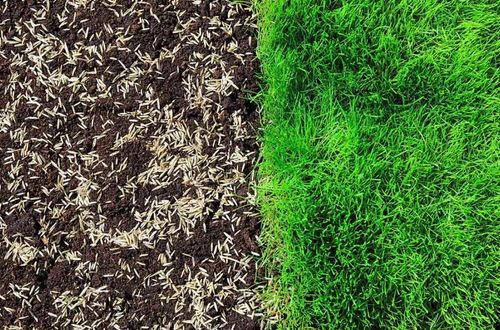 Over-seeding for North Texas Groundscaping in Frisco, TX