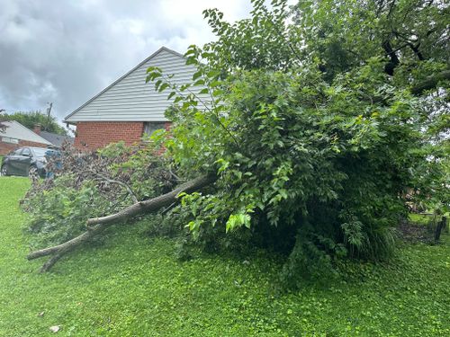 All Photos for Pro Tree Trim & Removal, Llc in Dayton, OH