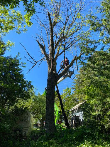 All Photos for Bear Creek Tree Service LLC in Rudyard, MI