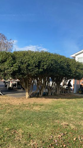 All Photos for Gray's Tree Service  in Shenandoah County, VA