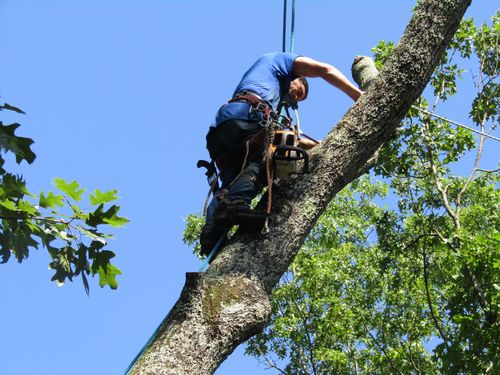  for Professional Tree Service USA in Chattanooga, TN