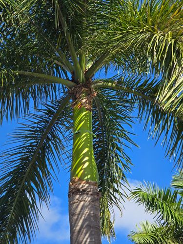 Palm Strapping for Bridgewater Arbor Care in Jupiter, FL