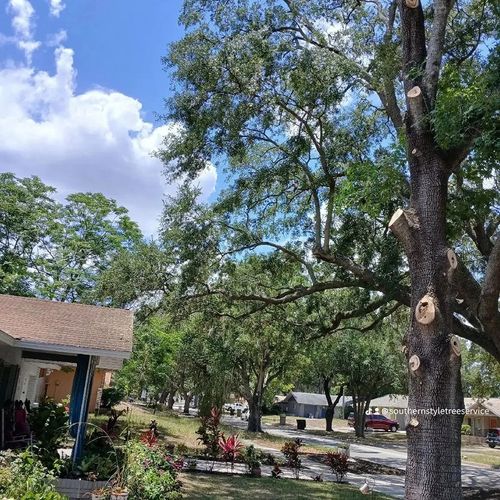 All Photos for A Southern Style Tree Service in Orlando, FL