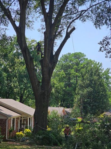  for Millers Tree Service in Saline County, AR