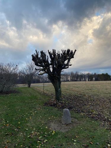 Tree Removal for Atwood’s Tree Care in Liberty,  KY