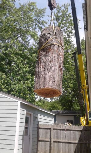 Tree Removal for Buffalo Family Tree Care in Buffalo, MN