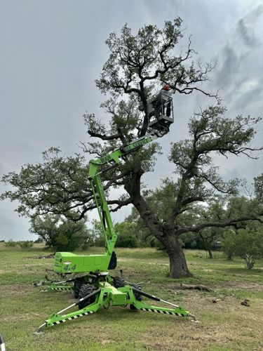 Tree Pruning for Braun Tree Service in Floresville, Texas