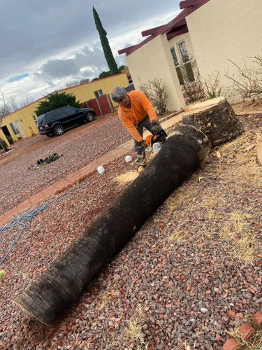 Tree Removal for By Faith Landscaping in Sierra Vista, AZ