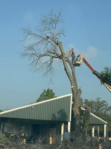 Tree Removal for Superior Lawn and Tree LLC in Clifton, TX