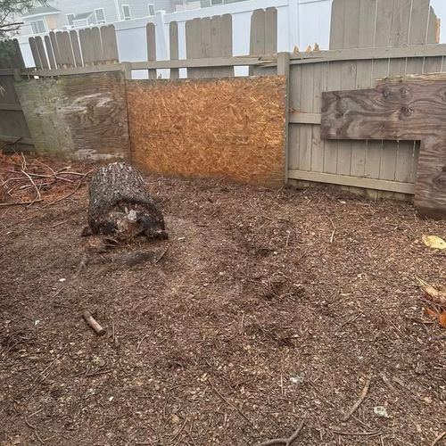 Tree Removal for Hendricks Tree Service in Belleville, IL