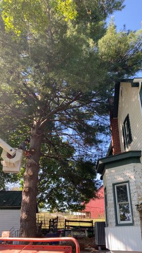 All Photos for Gray's Tree Service  in Shenandoah County, VA