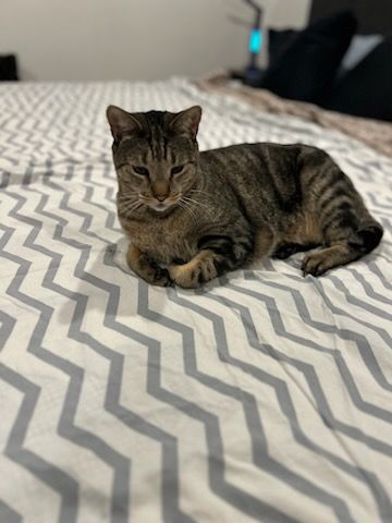 Animal Sanctuary for Sullivan Sanctuary of Maine in Brunswick, ME