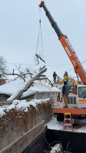 Tree Removal for Fransen's Tree Service  in Freeport, IL