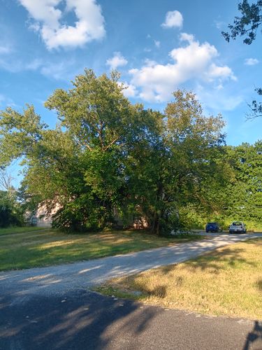  for Sky High Tree Service in Columbia, MO