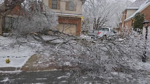  for Jace’s Tree & Stump Removal in Franklin, TN