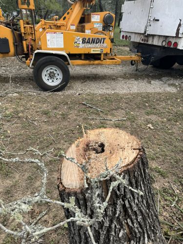 Tree Removal for Braun Tree Service in Floresville, Texas