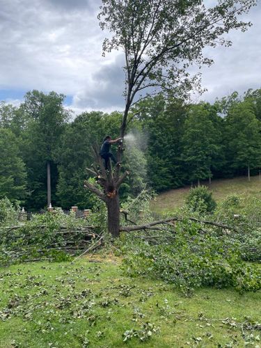 Tree Removal for Rosales Landscaping LLC in Lake Gaston, North Carolina