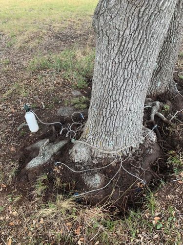 Tree Removal for Braun Tree Service in Cameron, TX