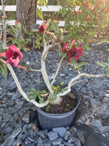 Plant Installation for Lawn Caring Guys in Cape Coral, FL