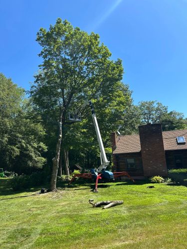 Dead Limb Removal for DC TREE in Vernon, CT
