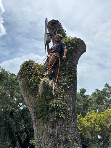 All Photos for Warners Tree Solutions in Live Oak, FL