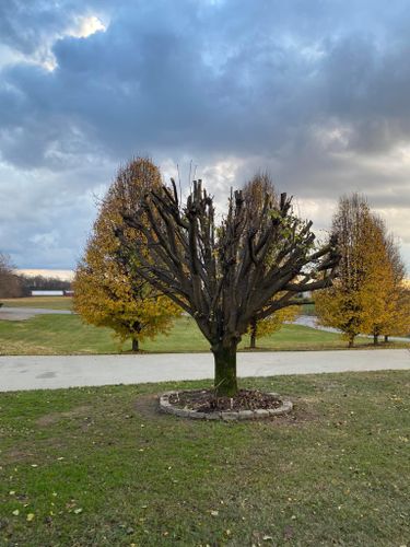 Fall and Spring Clean Up for Atwood’s Tree Care in Liberty,  KY