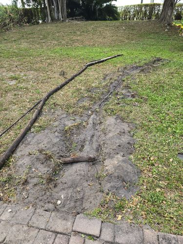 Root Pruning for Bridgewater Arbor Care LLC in Jupiter, FL