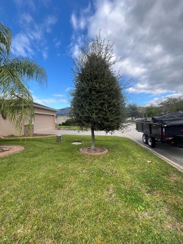 Tree Services for Ludlows Services in Clermont, FL