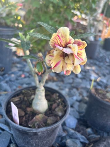 Plant Installation for Lawn Caring Guys in Cape Coral, FL