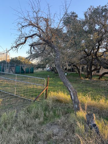 Tree Trimming for Oakley’s Stump ‘N Grind in Leander, TX