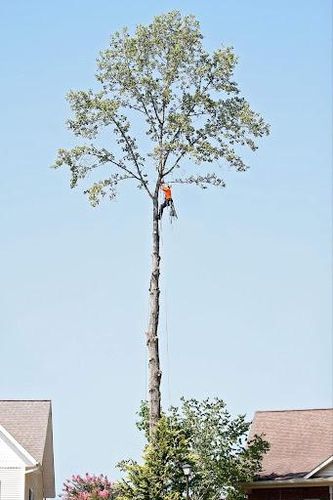  for Brocks Tree Service LLC in Rogersville, TN