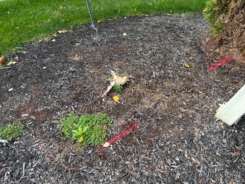 Stump Removal for Conrad's Stump Removal in Columbus, IN