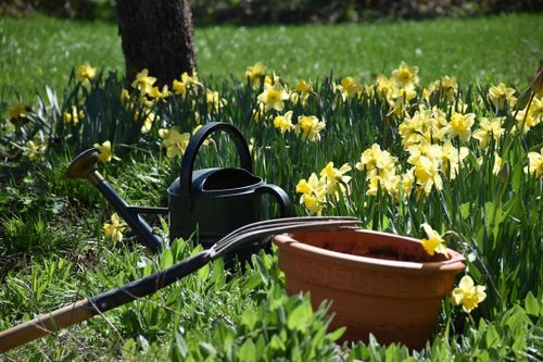 Tree Services for Ludlows Services in Clermont, FL