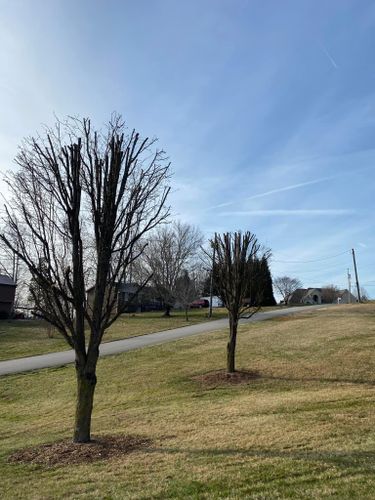 All Photos for Atwood’s Tree Care in Liberty,  KY