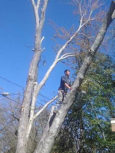 for Jeff’s Tree Service in Southside, AL