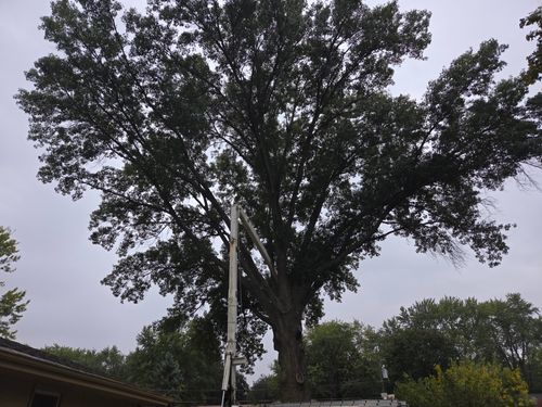  for O&O Tree Service in Rockford, IL