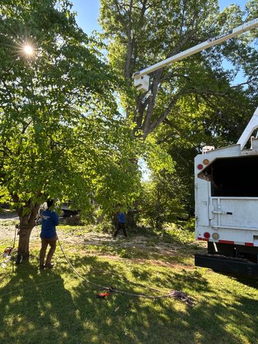 Tree Trimming for Optimum Tree Service And Landscaping in Bowling Green, KY