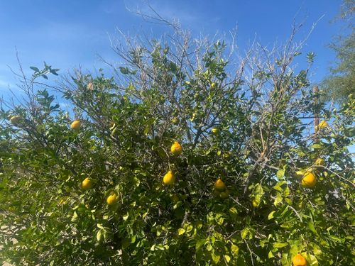 Fruit Tree Pruning for The Tree Fairy in Julian, CA