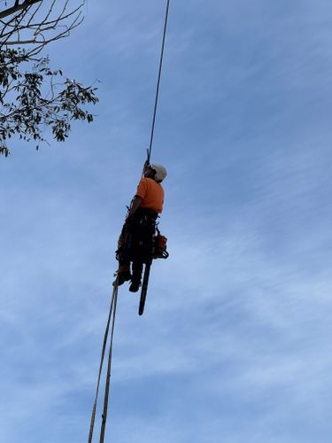 Tree Services for The Tree Fairy in Julian, CA