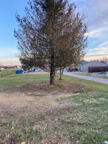 Tree Removal for Atwood’s Tree Care in Liberty,  KY