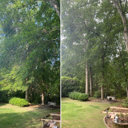 Tree Removal for Pinedown LLC in Cherokee County, GA