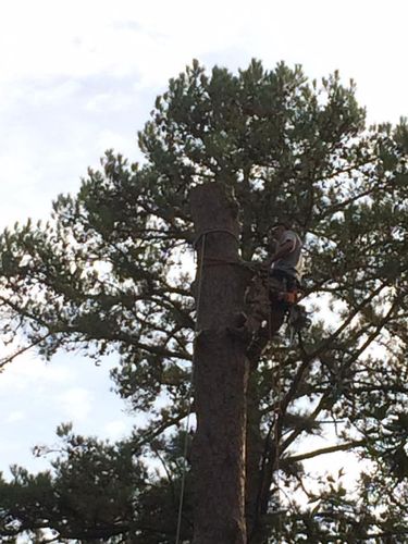  for Jeff’s Tree Service in Southside, AL